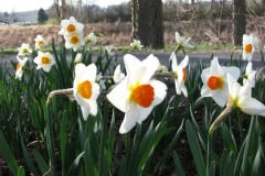 Daffodils-Minnetrista-63