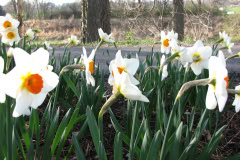 Daffodils-Minnetrista-64