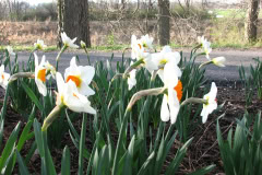 Daffodils-Minnetrista-65
