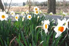 Daffodils-Minnetrista-66