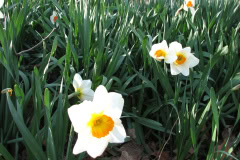 Daffodils-Minnetrista-7
