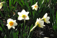 Daffodils-Minnetrista-73