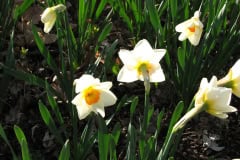Daffodils-Minnetrista-74