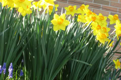 Daffodils-Minnetrista-78