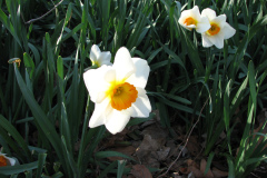 Daffodils-Minnetrista-8