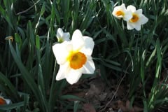 Daffodils-Minnetrista-8