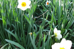 Daffodils-Minnetrista-9