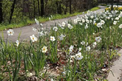 Daffodils-Minnetrista-April-2020-1