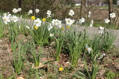 Daffodils-Minnetrista-April-2020-10