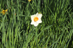 Daffodils-Minnetrista-April-2020-11