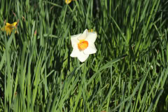 Daffodils-Minnetrista-April-2020-11