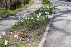 Daffodils-Minnetrista-April-2020-12