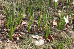 Daffodils-Minnetrista-April-2020-13