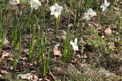 Daffodils-Minnetrista-April-2020-14