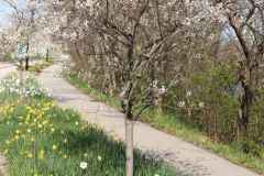 Daffodils-Minnetrista-April-2020-15