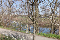 Daffodils-Minnetrista-April-2020-16