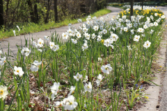 Daffodils-Minnetrista-April-2020-2