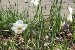 Daffodils-Minnetrista-April-2020-3
