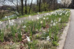 Daffodils-Minnetrista-April-2020-4