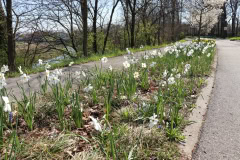 Daffodils-Minnetrista-April-2020-5