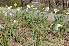 Daffodils-Minnetrista-April-2020-6