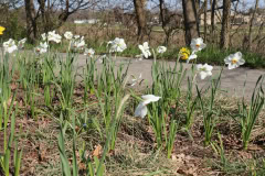 Daffodils-Minnetrista-April-2020-7