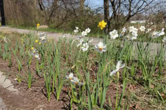 Daffodils-Minnetrista-April-2020-8