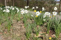 Daffodils-Minnetrista-April-2020-9
