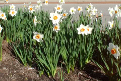 Daffodils-Sunny-1