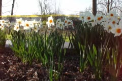 Daffodils-Sunny-11