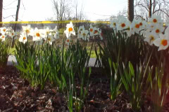 Daffodils-Sunny-11