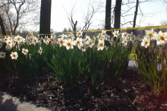 Daffodils-Sunny-12
