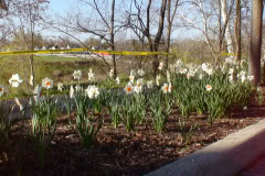 Daffodils-Sunny-17