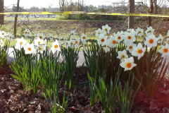 Daffodils-Sunny-18