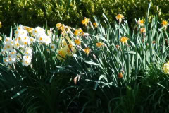 Daffodils-Sunny-2