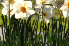Daffodils-Sunny-20