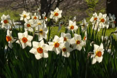 Daffodils-Sunny-22