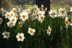 Daffodils-Sunny-24