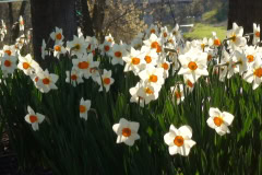 Daffodils-Sunny-25