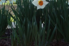 Daffodils-Sunny-26
