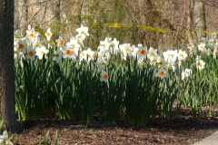 Daffodils-Sunny-29