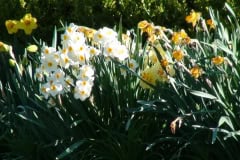 Daffodils-Sunny-3
