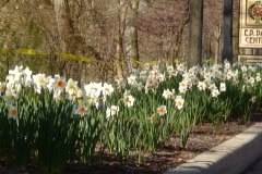Daffodils-Sunny-30