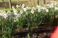 Daffodils-Sunny-34