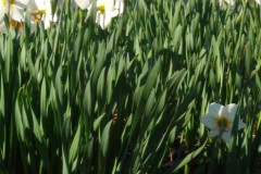 Daffodils-Sunny-38