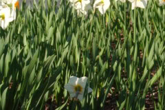 Daffodils-Sunny-39