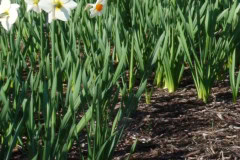 Daffodils-Sunny-41