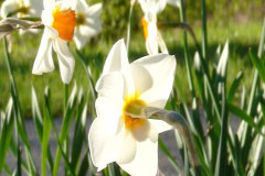 Daffodils-Sunny-43