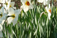 Daffodils-Sunny-44