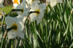 Daffodils-Sunny-45